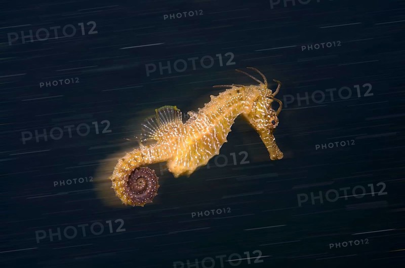 Short-snouted Seahorse (Hippocampus hippocampus) Black Sea