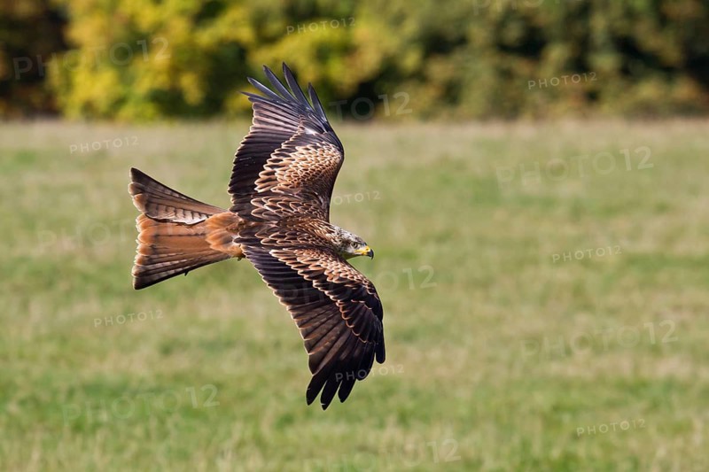 Flying Red Kite (Milvus milvus) in the Wildpark Neuhaus wildlife park