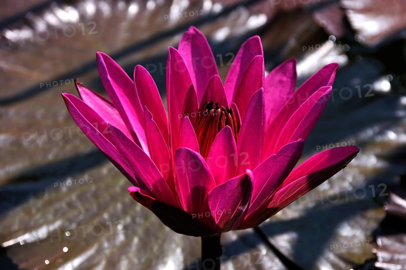 Water Lily (Nymphaea sp.)