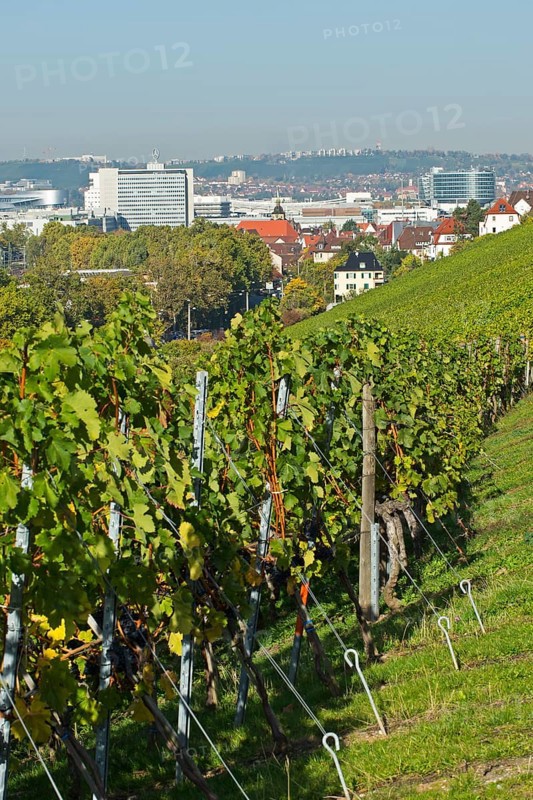 Vineyard
