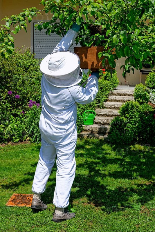Beekeeper collecting a new colony of Honey Bees (Apis mellifera) from the trunk of an apple tree
