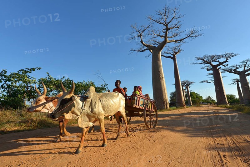 Zebu cart