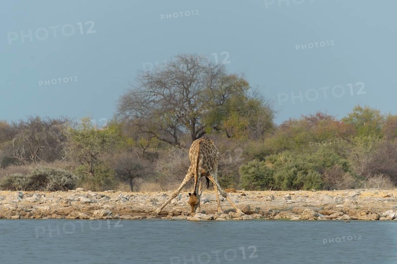 Giraffe (Giraffa camelopardis) drinking at the Klein Namutoni waterhole