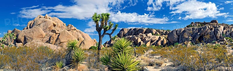 Joshua Tree or Palm Tree Yucca (Yucca brevifolia)