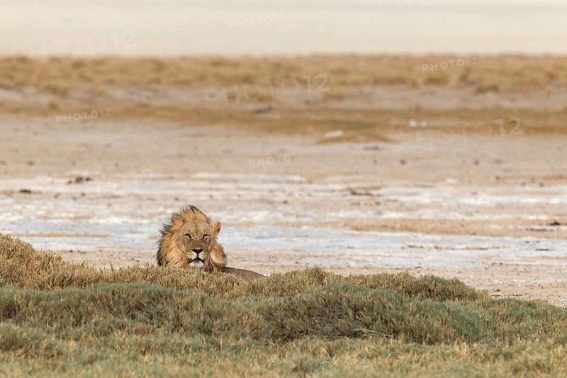 Lion (Panthera leo)