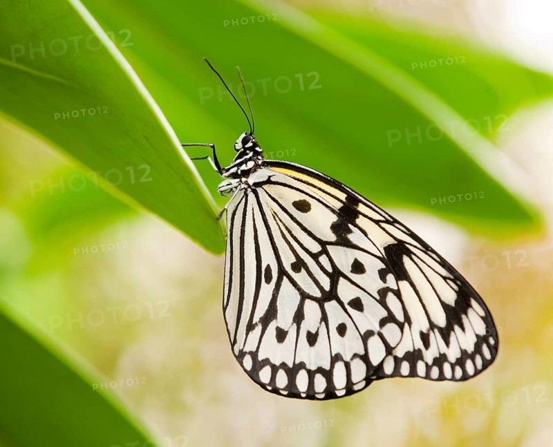 Paper Kite or Large Tree Nymph (Idea leuconoe)