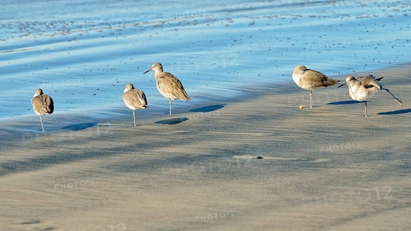 Willets (Tringa semipalmata) in the intertidal zone