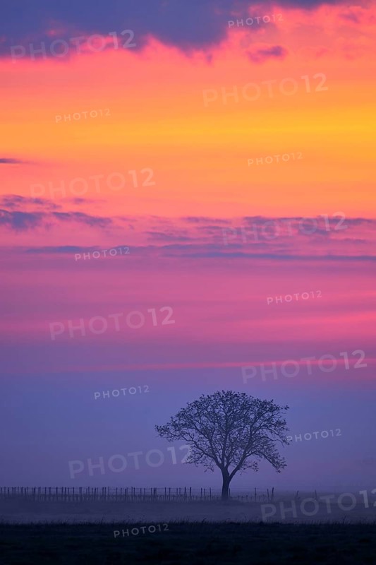 Tree in the fog