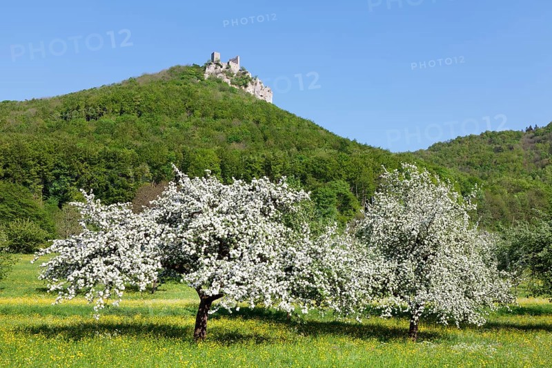 Reussenstein castle ruins above Neidlingen Valley