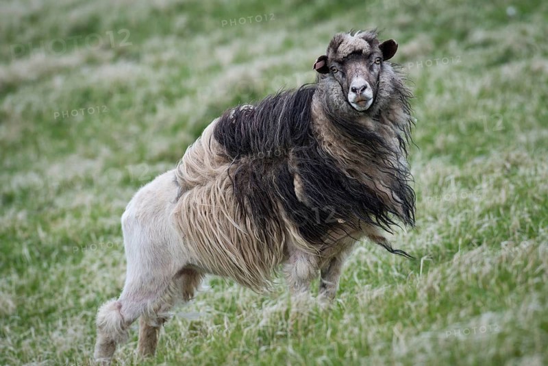 Sheep