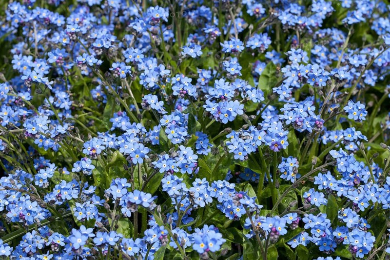 Wood forget-me-not (Myosotis sylvatica)