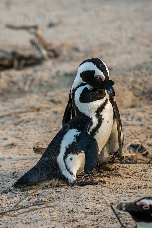 African Penguins (Spheniscus demersus)