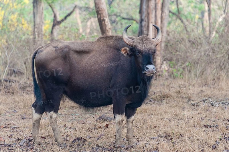 Gaur (Bos gaurus)
