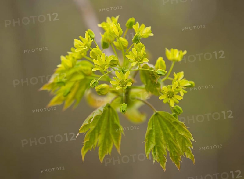 Norway Maple (Acer platanoides)
