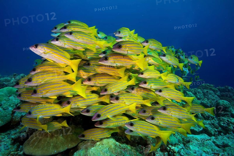 School of Bluestripe Snappers (Lutjanus kasmira)