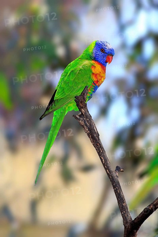 Rainbow Lorikeet (Trichoglossus haematodus)