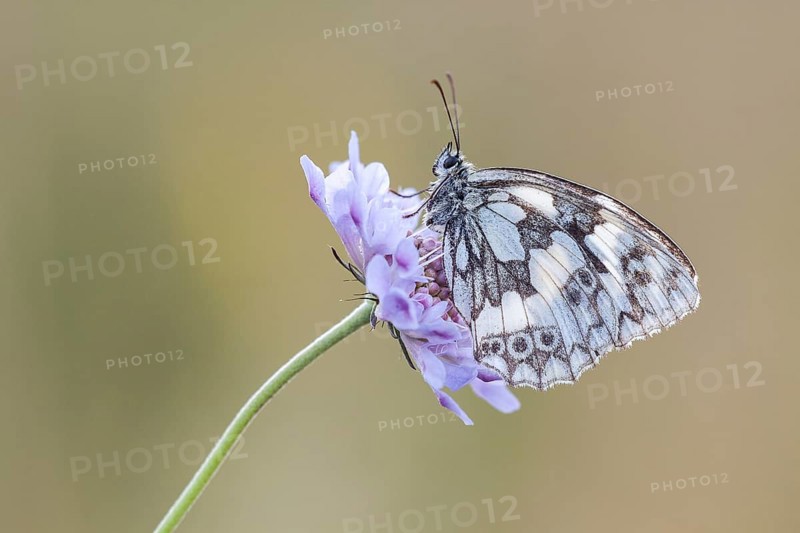 Marbled White (Melanargia galathea) on Meadow Widow Flower (Knautia arvensis)