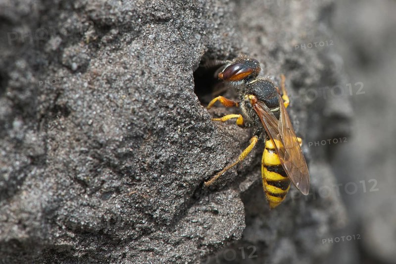 European beewolf (Philanthus triangulum) at the entrance of Bau
