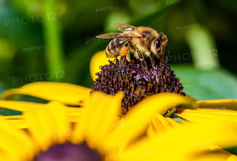 Honey bee (Apis mellifera) sits on yellow flower