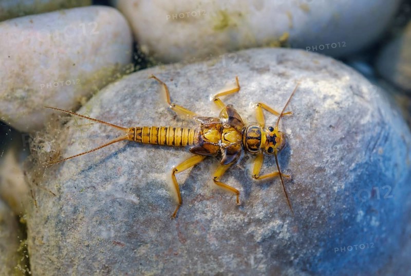 Larvae of a stonefly (Plecoptera) on stone in shallow water
