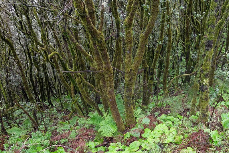 Moss-covered tree trunks in the cloud forest