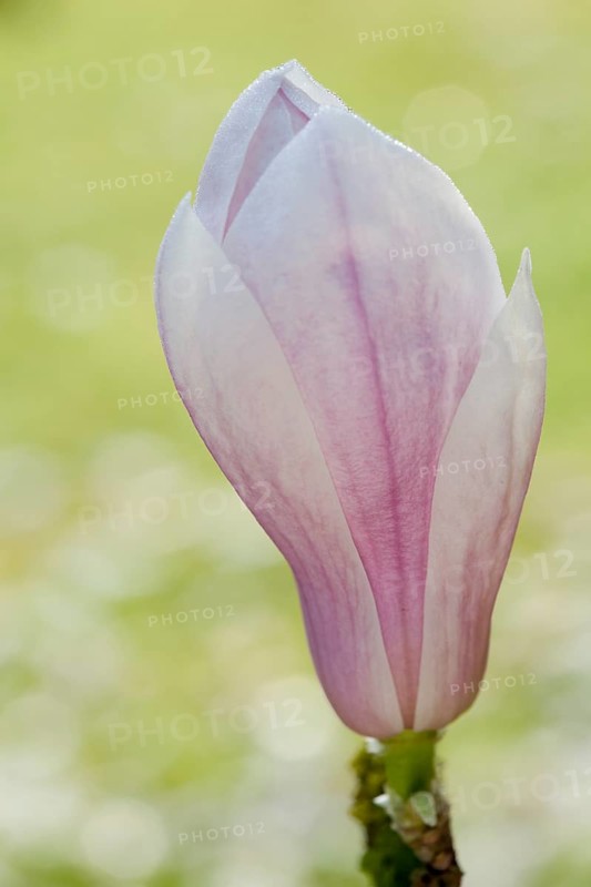 Magnolia (Magnolia)