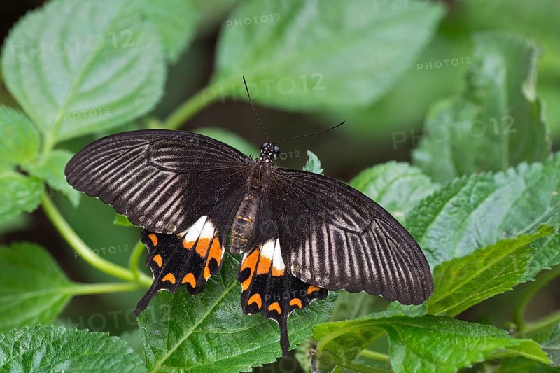 Great Mormon (Papilio memnon)