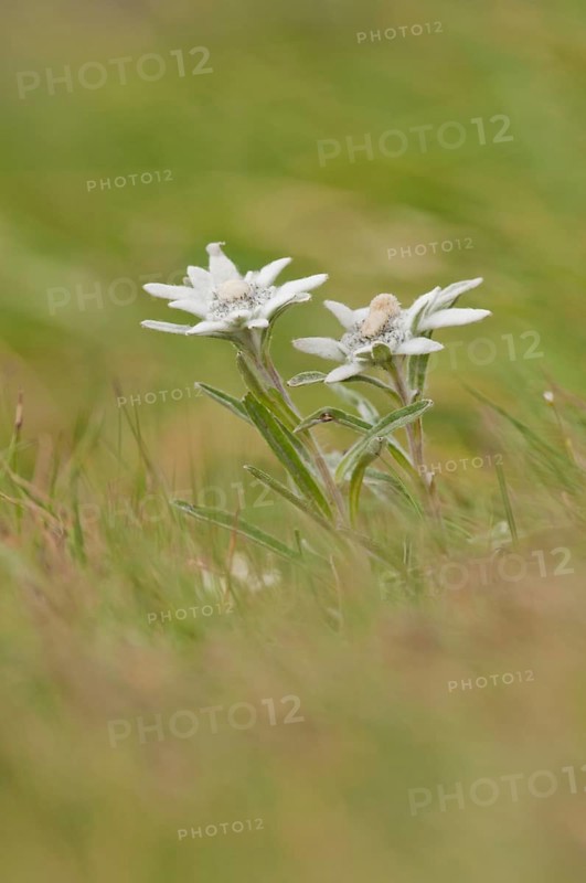 Alpine Edelweiss (Leontopodium nivale)