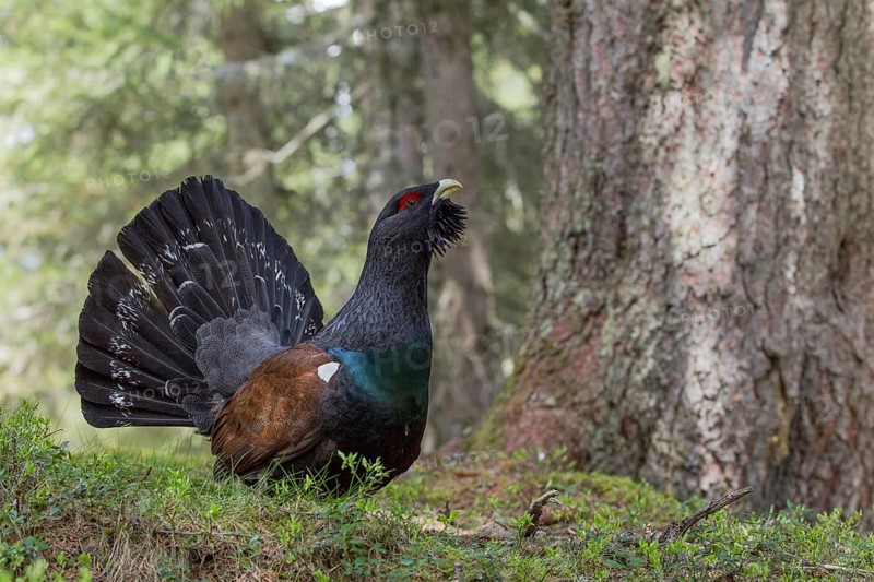 Capercaillie or Western Capercaillie (Tetrao urogallus)