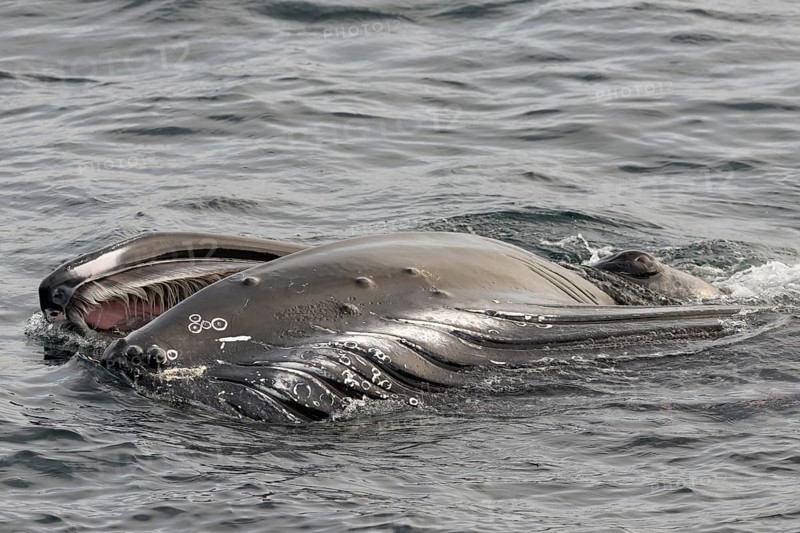 Humpback Whale (Megaptera novaeangliae) foraging at the sea surface