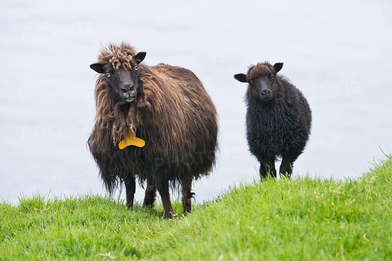 Ewe with lamb