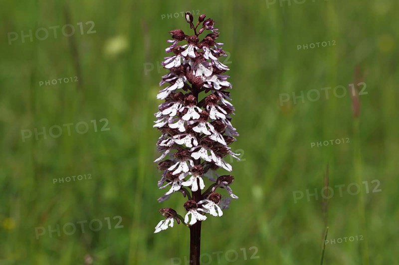 Lady Orchid (Orchis purpurea)
