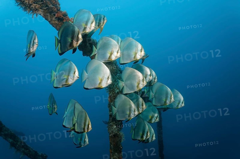 School of teira batfish (Platax teira) above the Alma Jane wreck