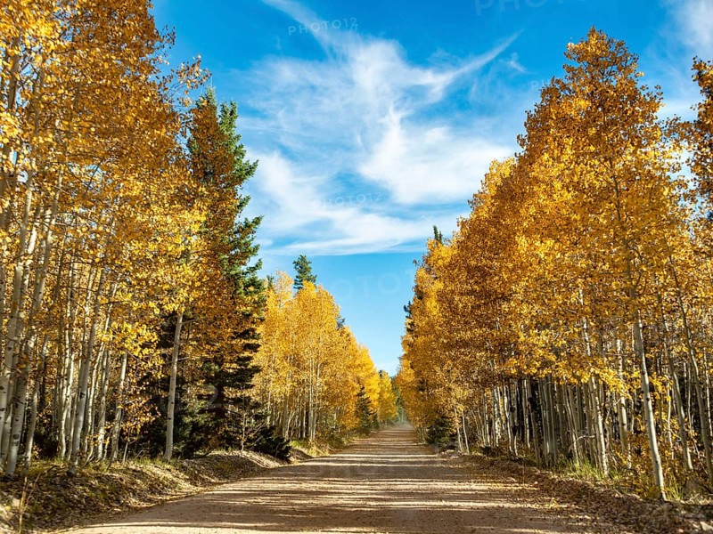 Road through autumnal aspen forest