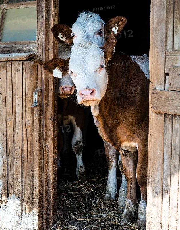 Cows looking out from the stable