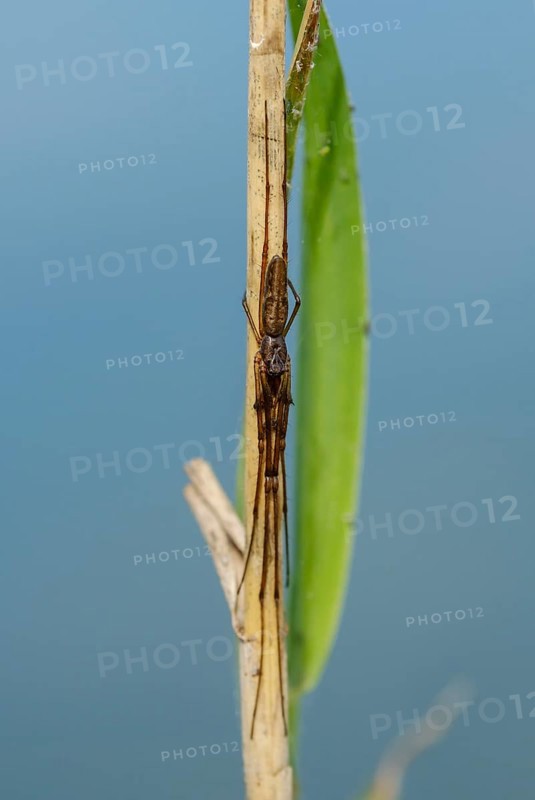 Stretch spider (Tetragnatha) at reed stem