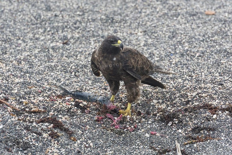Galapagos Hawk (Buteo galapagoensis) with a caught fish