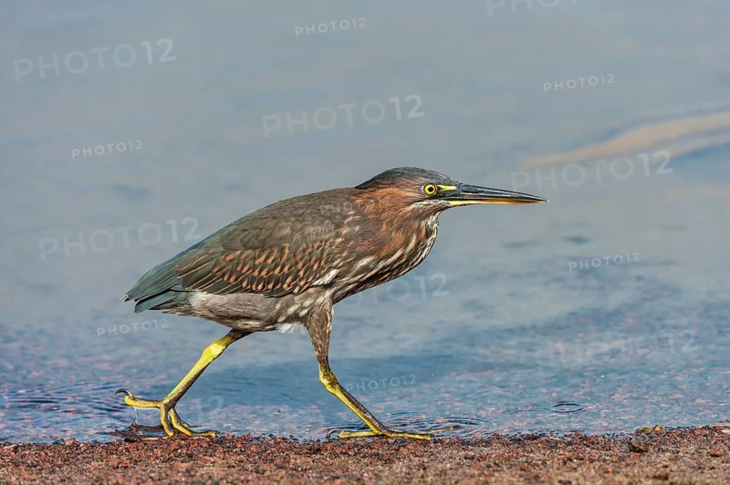Striated Heron (Butorides striata)