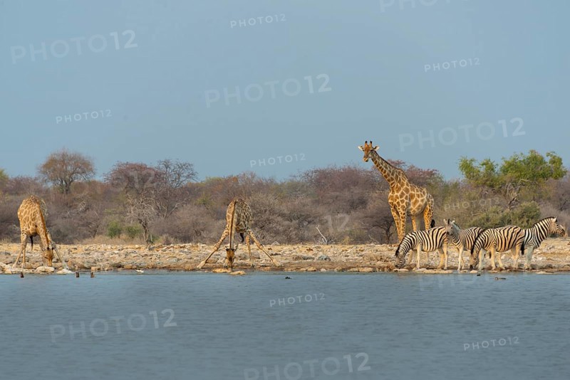 Giraffes and zebras at the waterhole