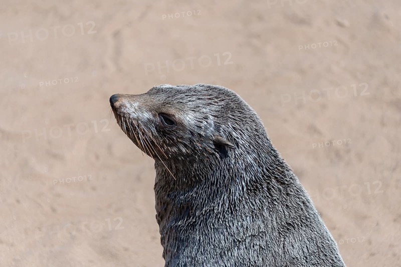 Brown Fur Seal or Cape Fur Seal (Arctocephalus pusillus)