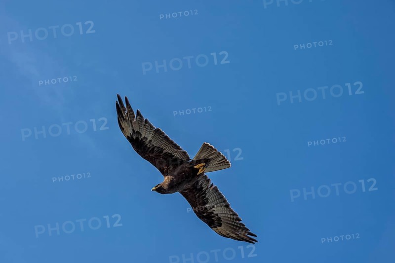 Galapagos Hawk (Buteo galapagoensis)