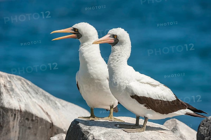 Nazca Boobies (Sula granti)