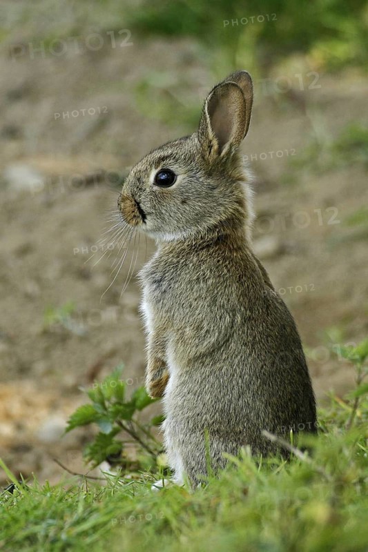 Young wild rabbit (Oryctolagus cuniculus) listening