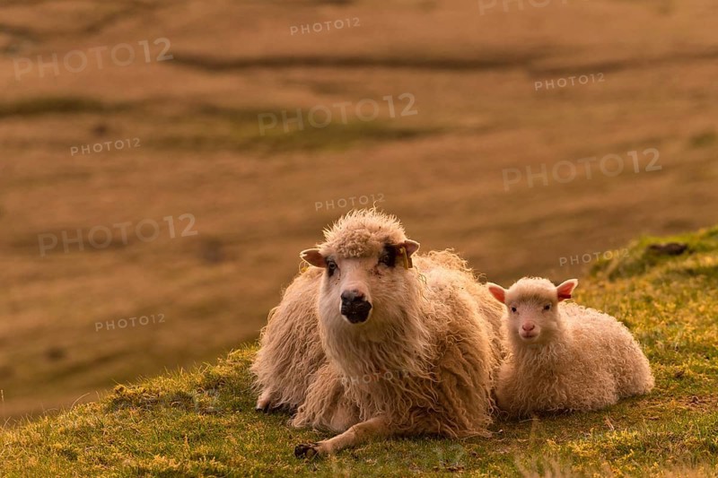 Ewe with lamb