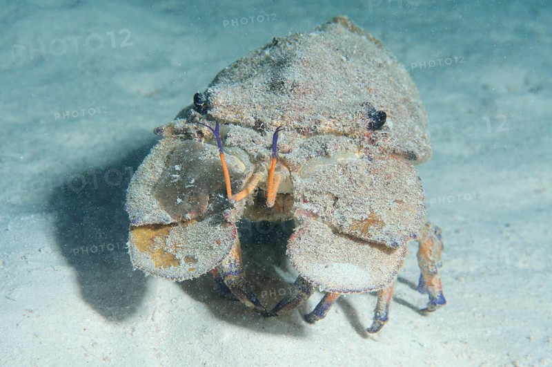 Mediterranean Slipper Lobster (Scyllarides latus)
