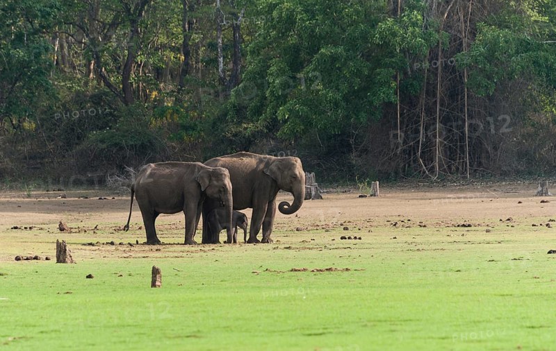 Asian elephants (Elephas maximus) with calf