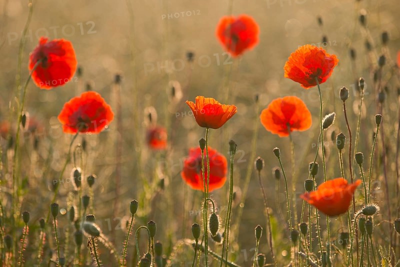 Corn Poppies (Papaver rhoeas)
