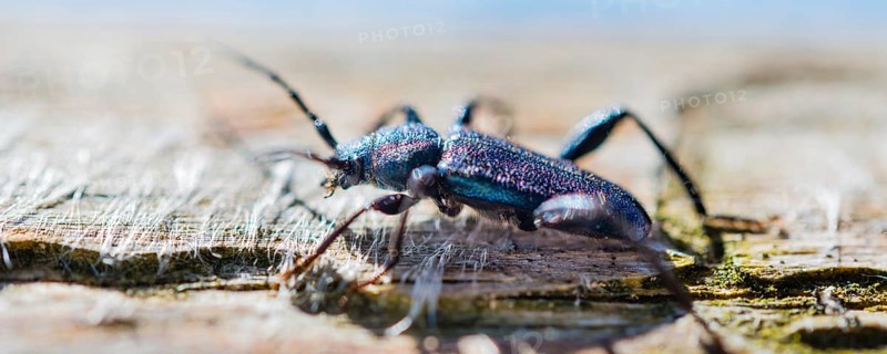 Violet Tanbark Beetle (Callidium violaceum)