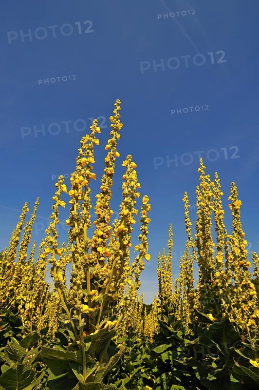 Denseflower mullein (Verbascum densiflorum)