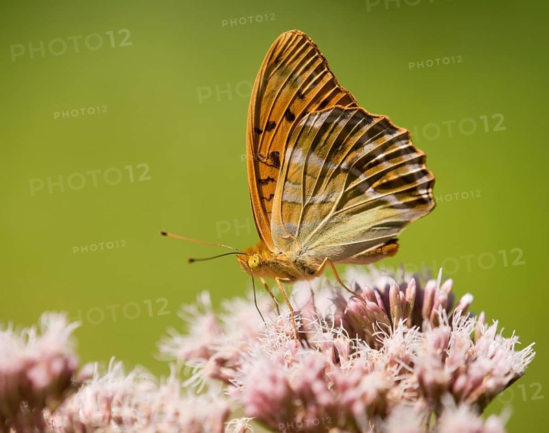 Silver-washed Fritillary (Argynnis paphia) sucking nectar